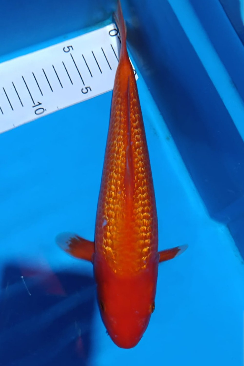 Juara 5