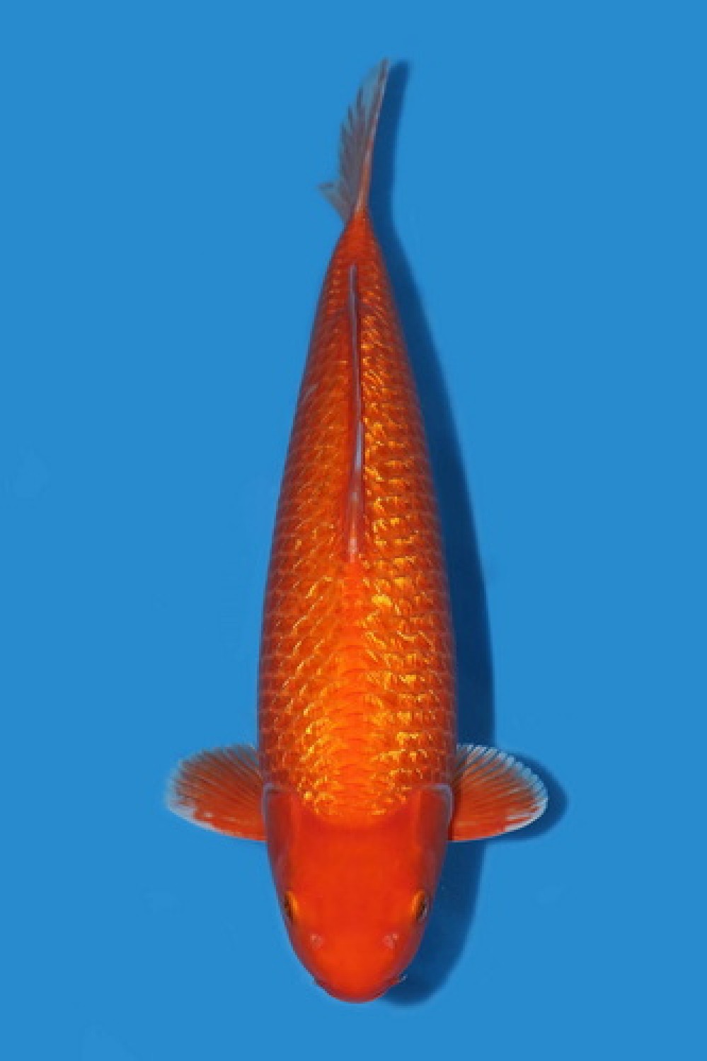 Best In Size E 56 - 60 cm