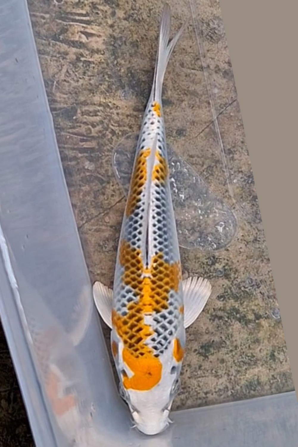 Juara 1
