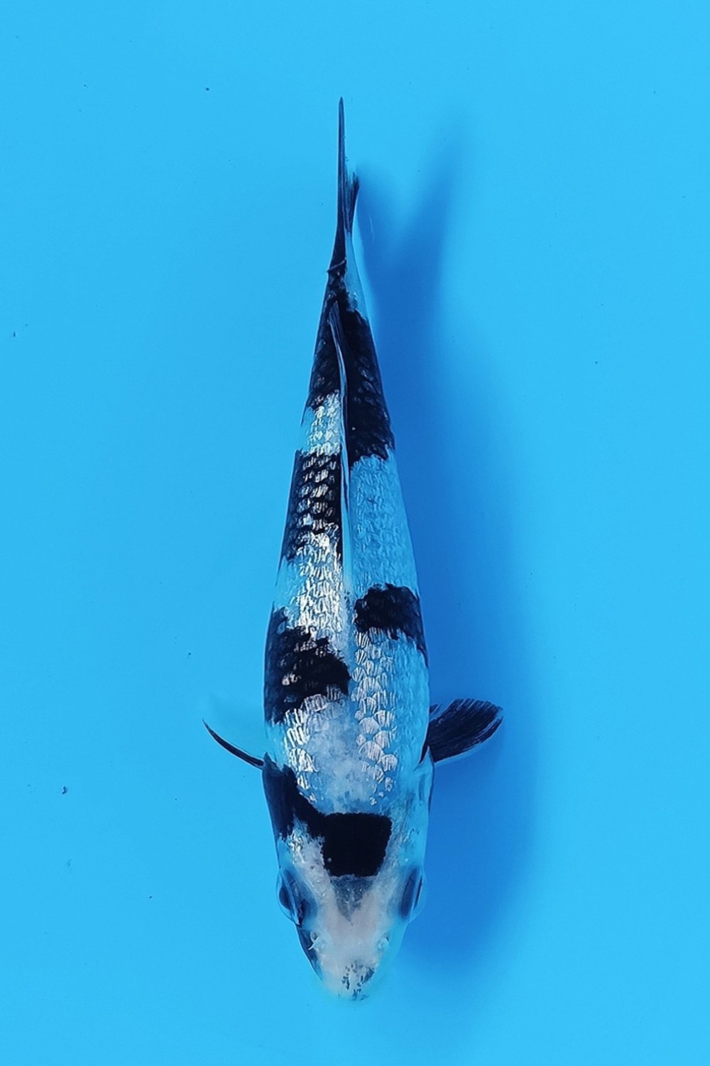 Juara 5