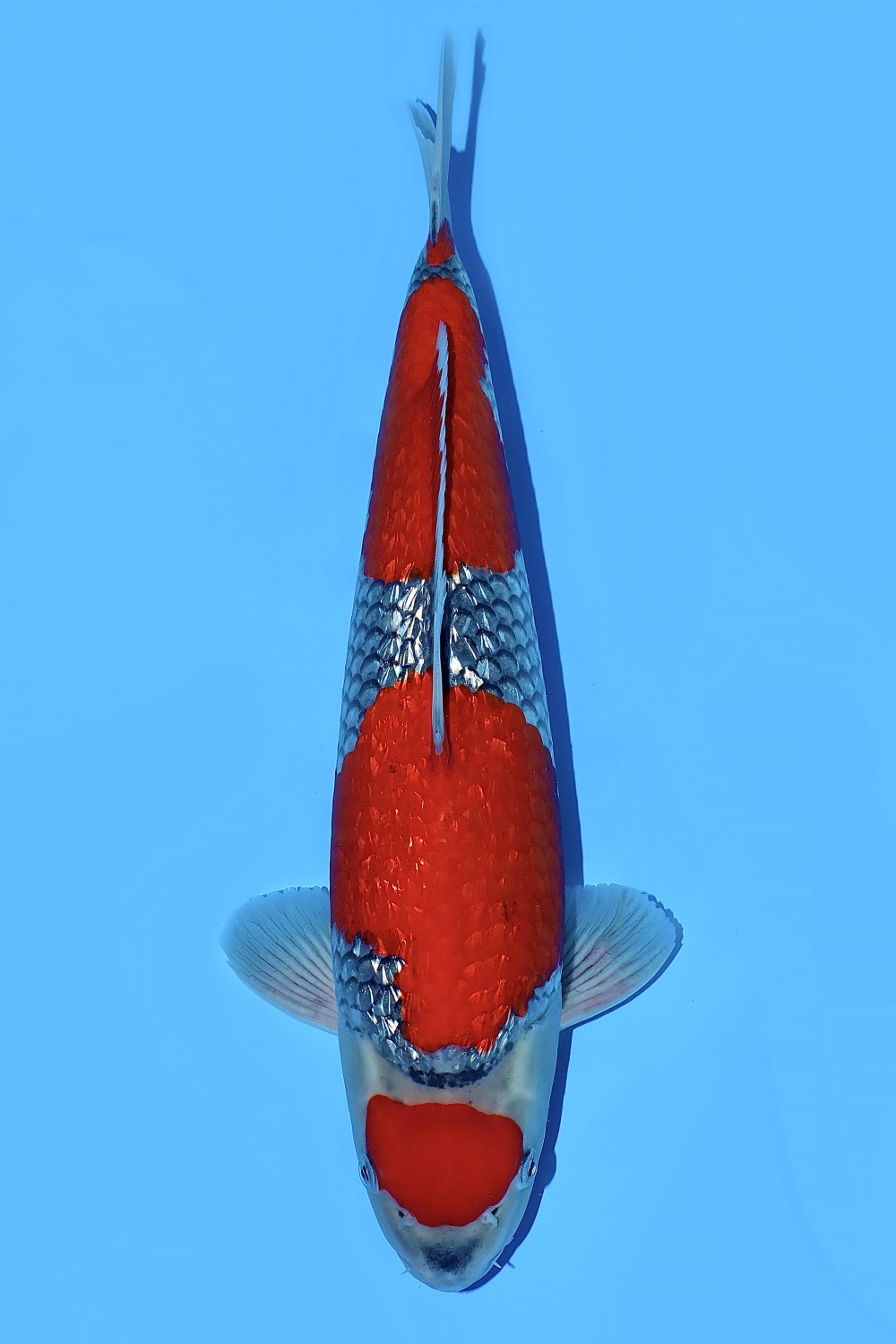 Juara 2