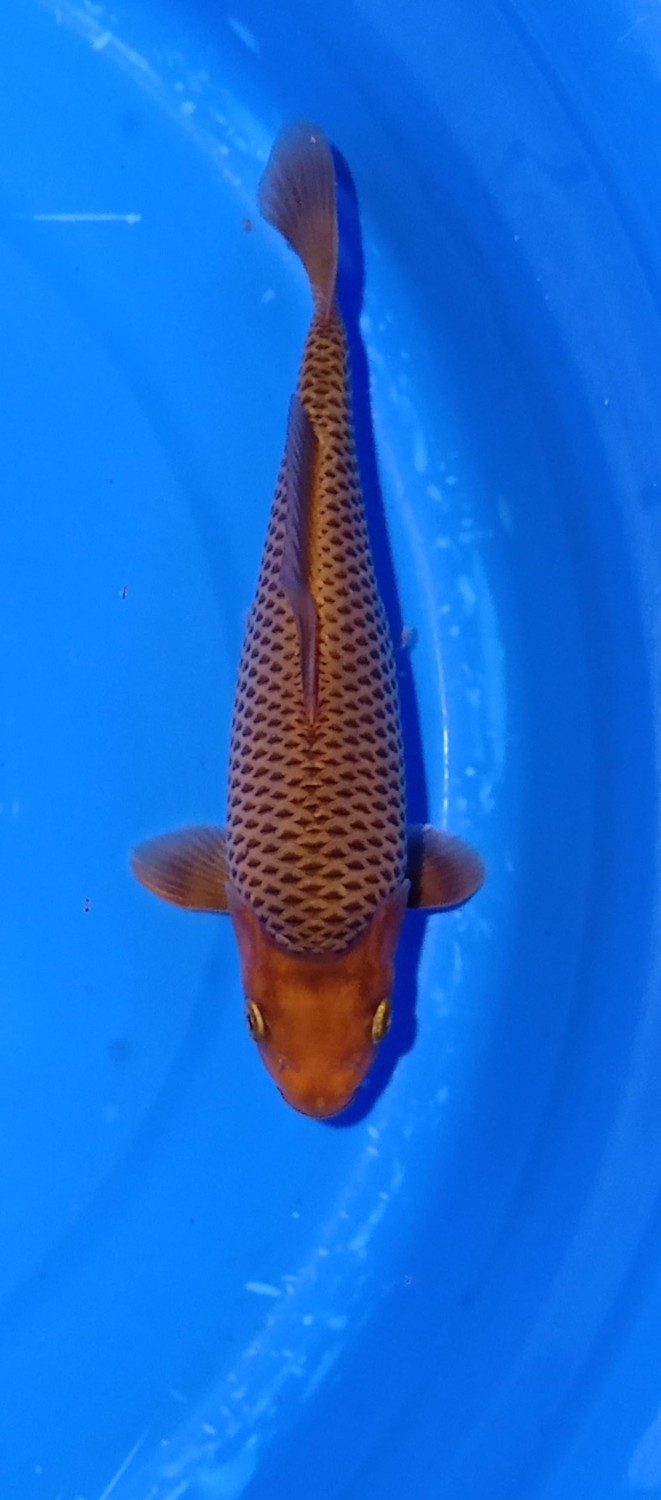 Juara 5