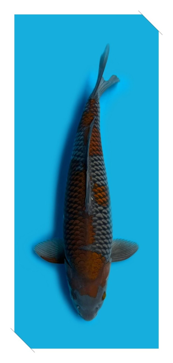 Juara 2