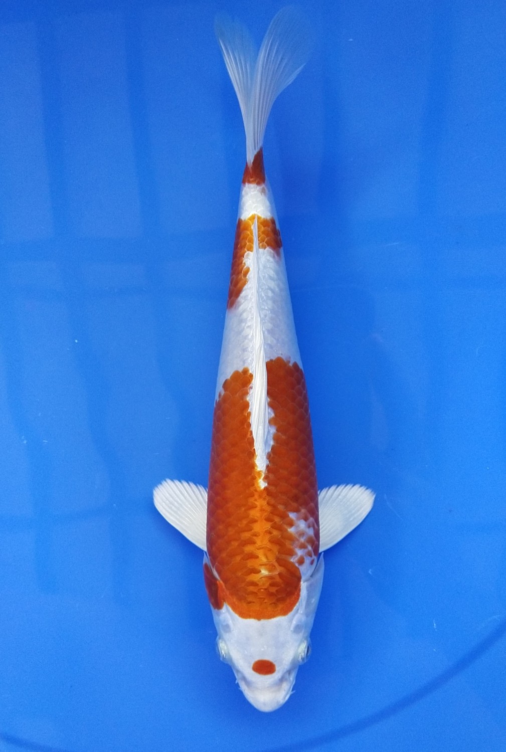 Juara 4