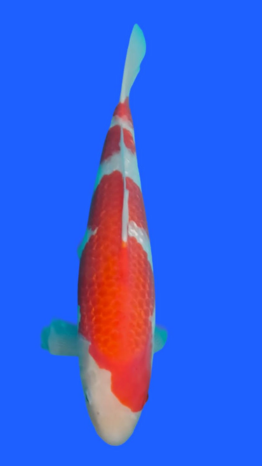 Juara 1