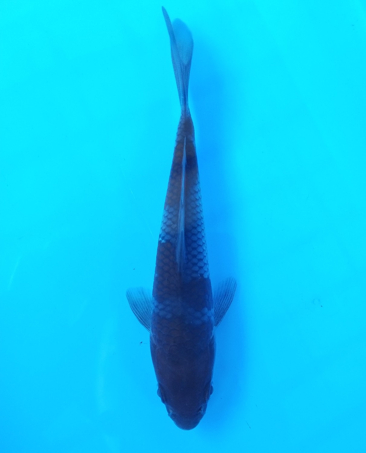 Juara 2