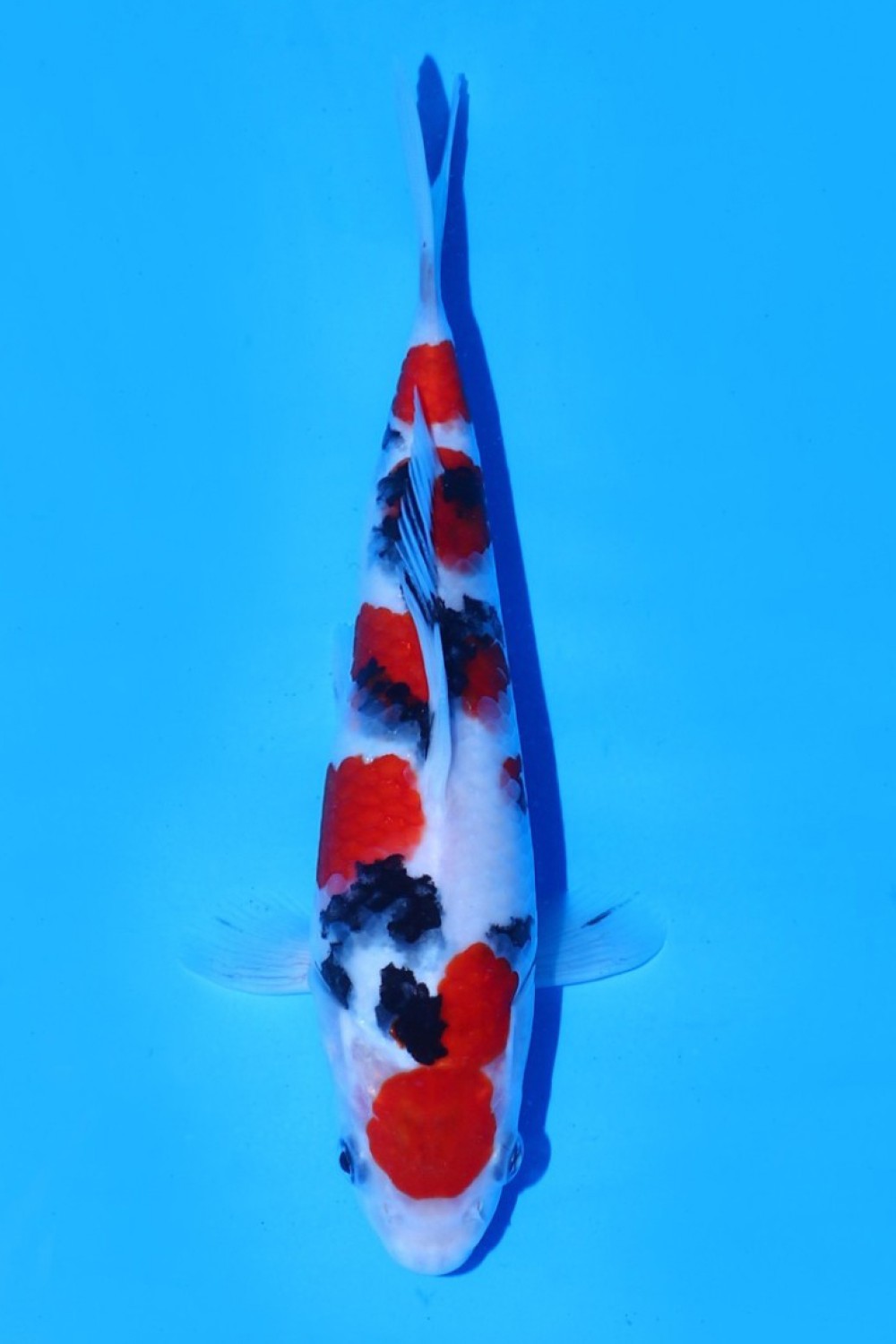Juara 2