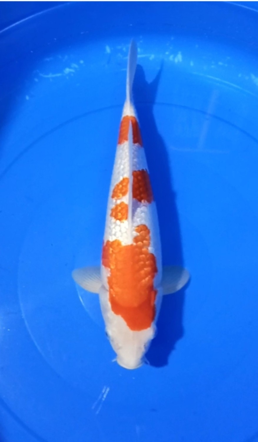 Juara 4