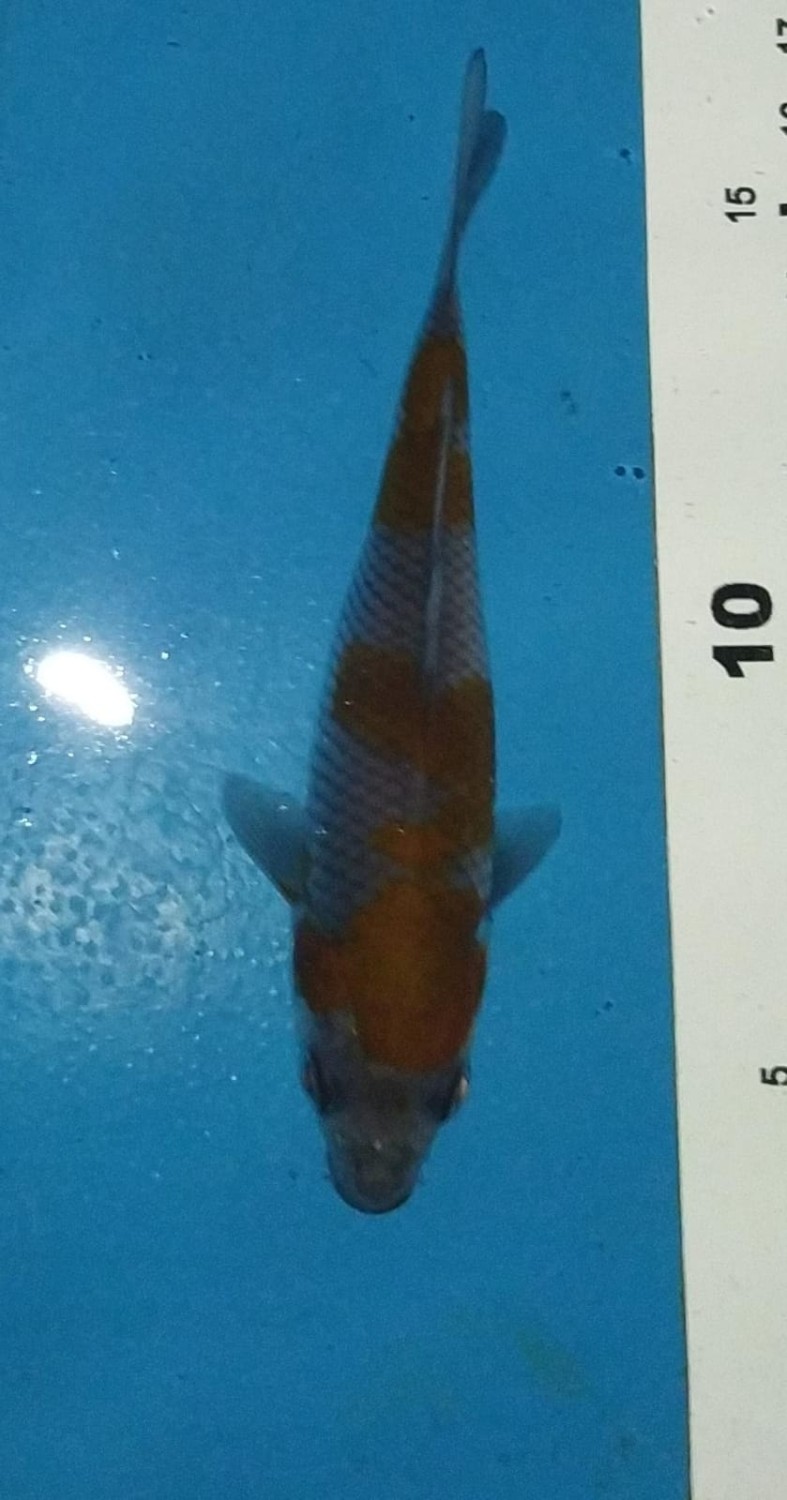 Juara 4