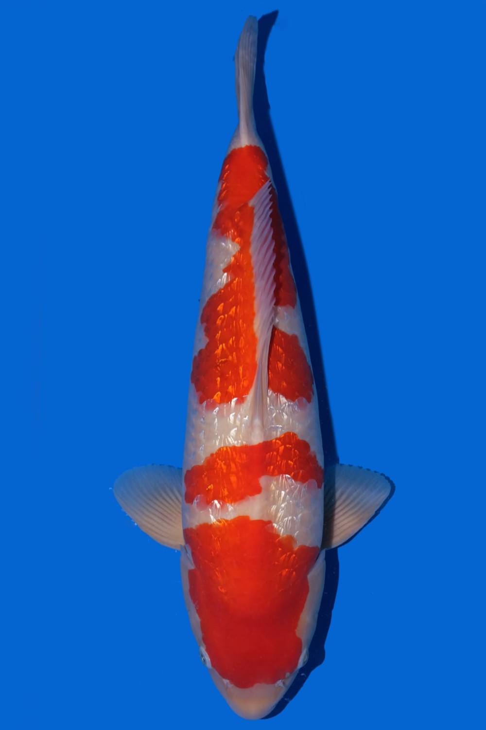 Juara 5