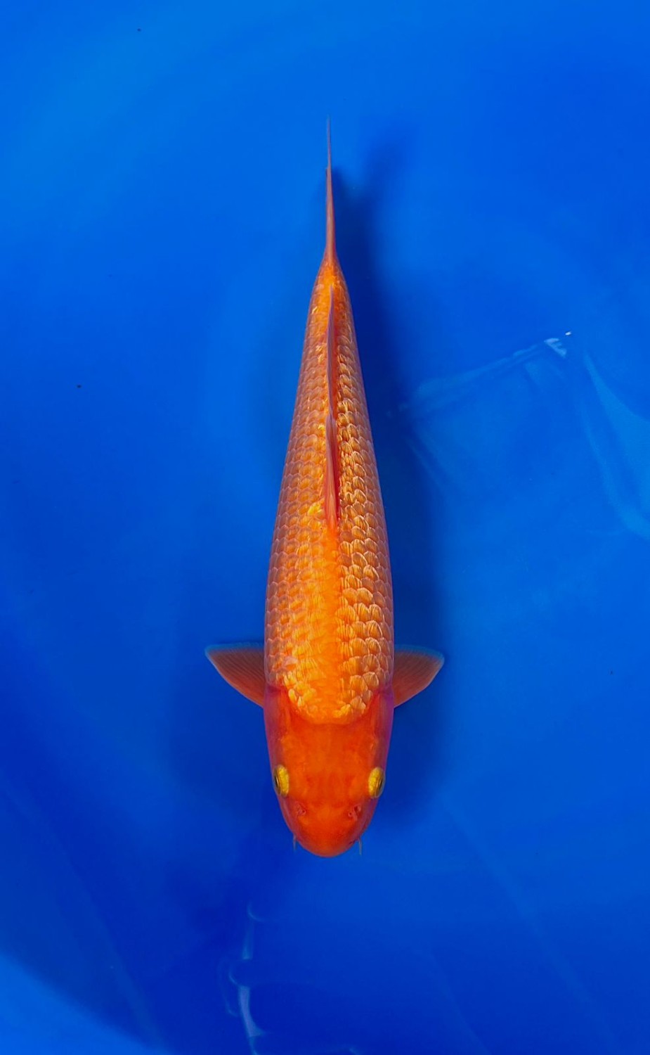 Juara 2