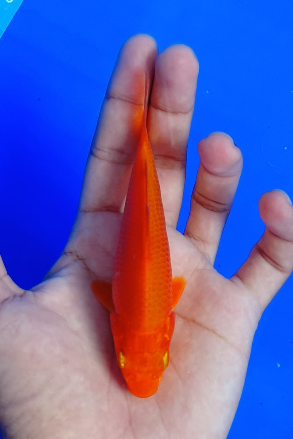 Juara 2