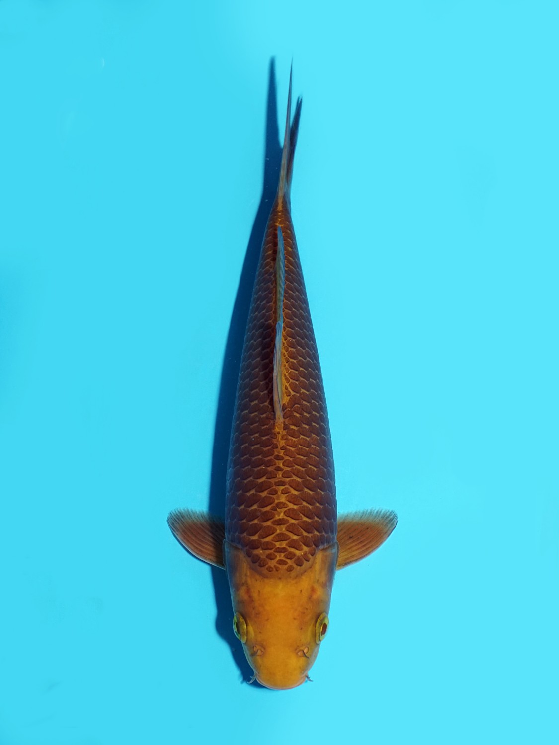 Best In Size E 21 - 25 cm