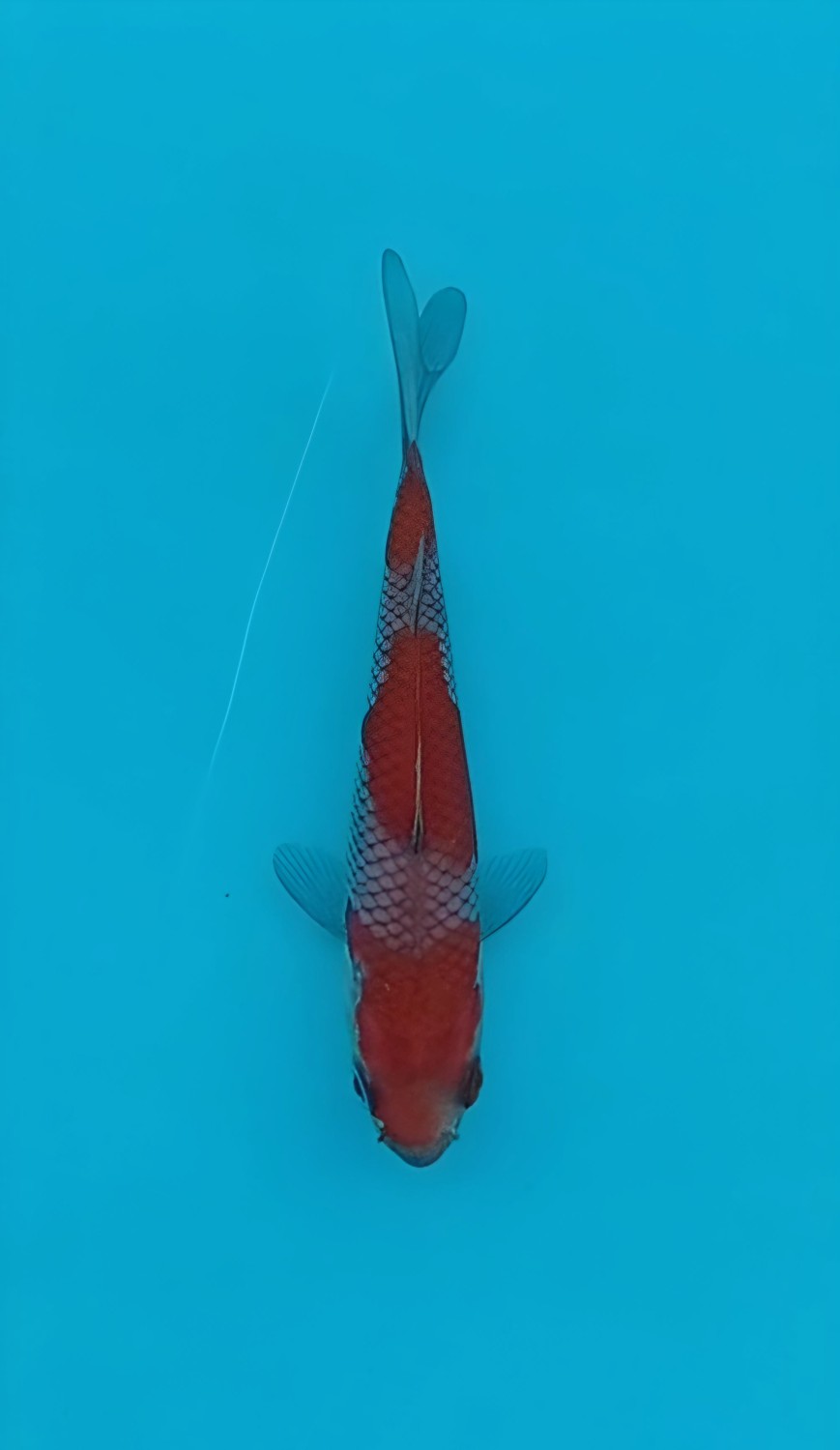 Juara 2