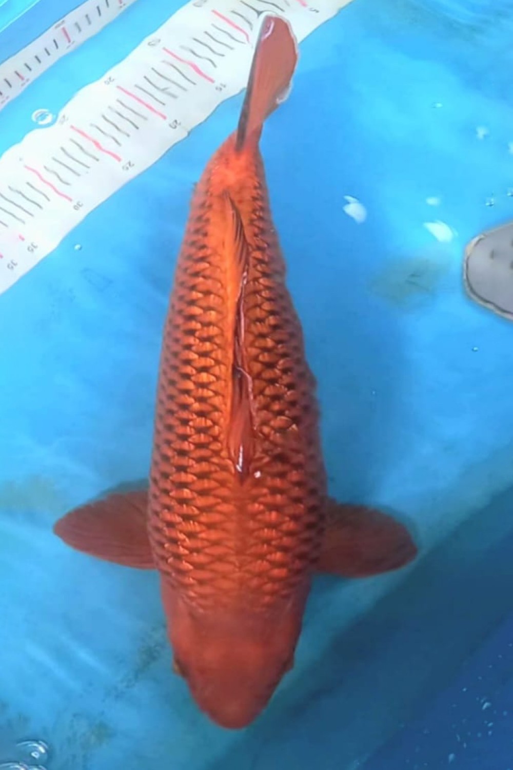 Juara 1