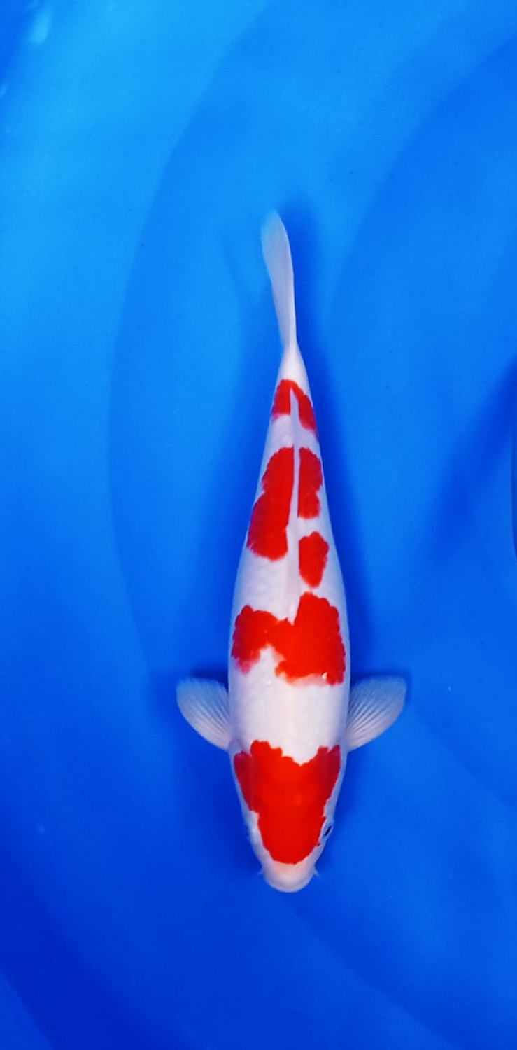 Juara 5