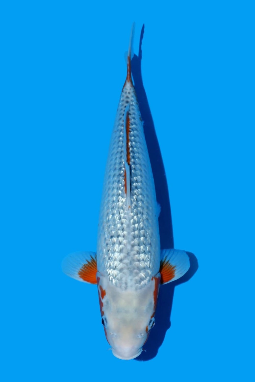 Juara 2