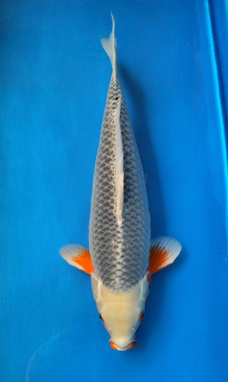 Juara 3