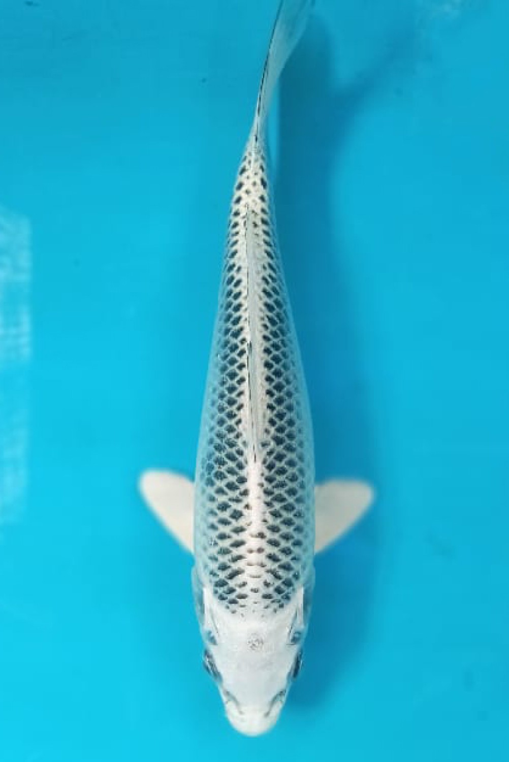 Juara 1