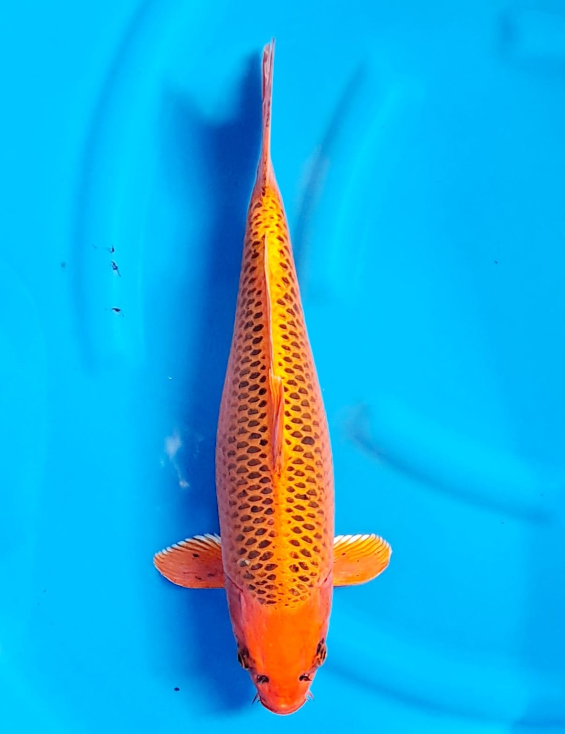 Juara 1