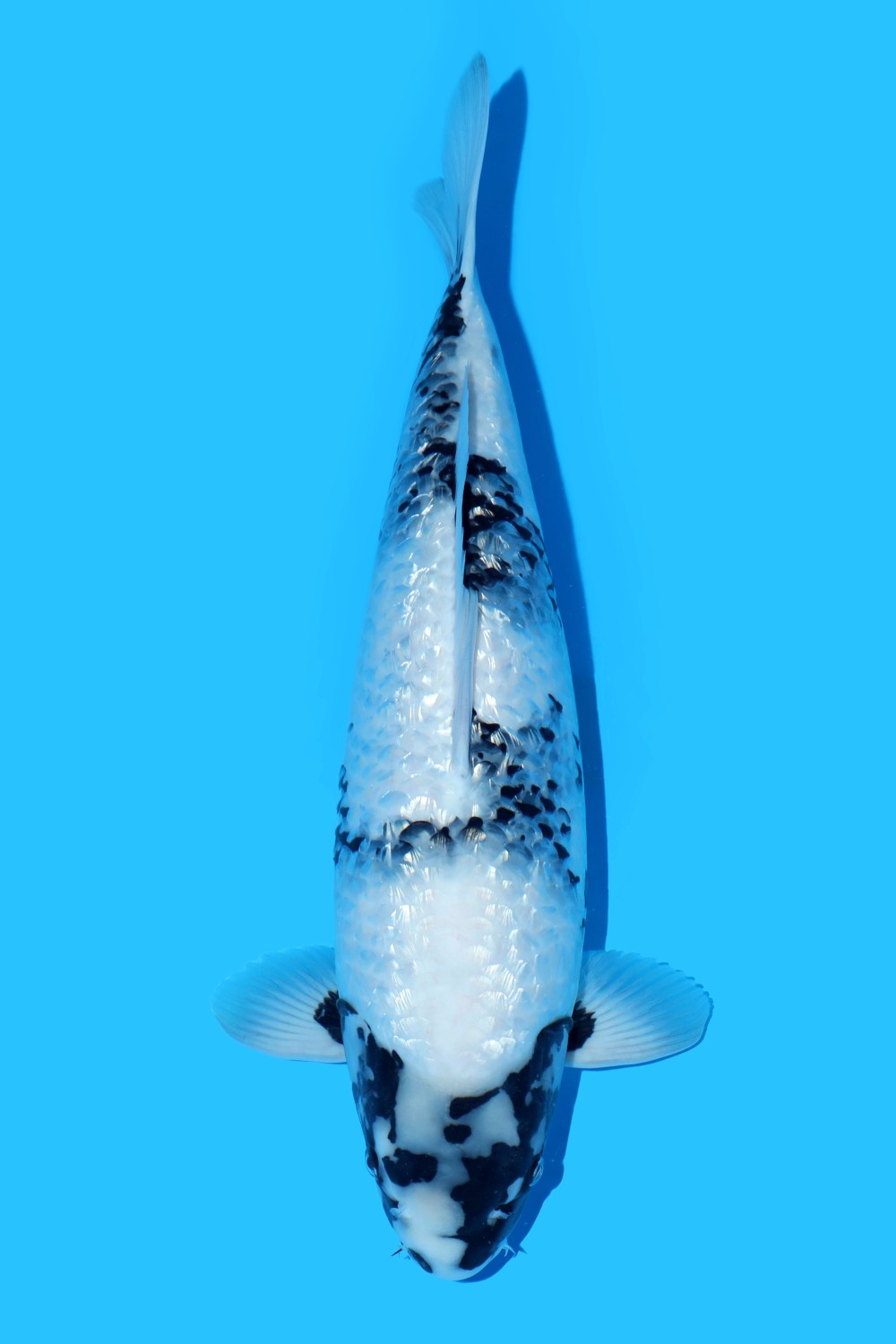 Juara 2