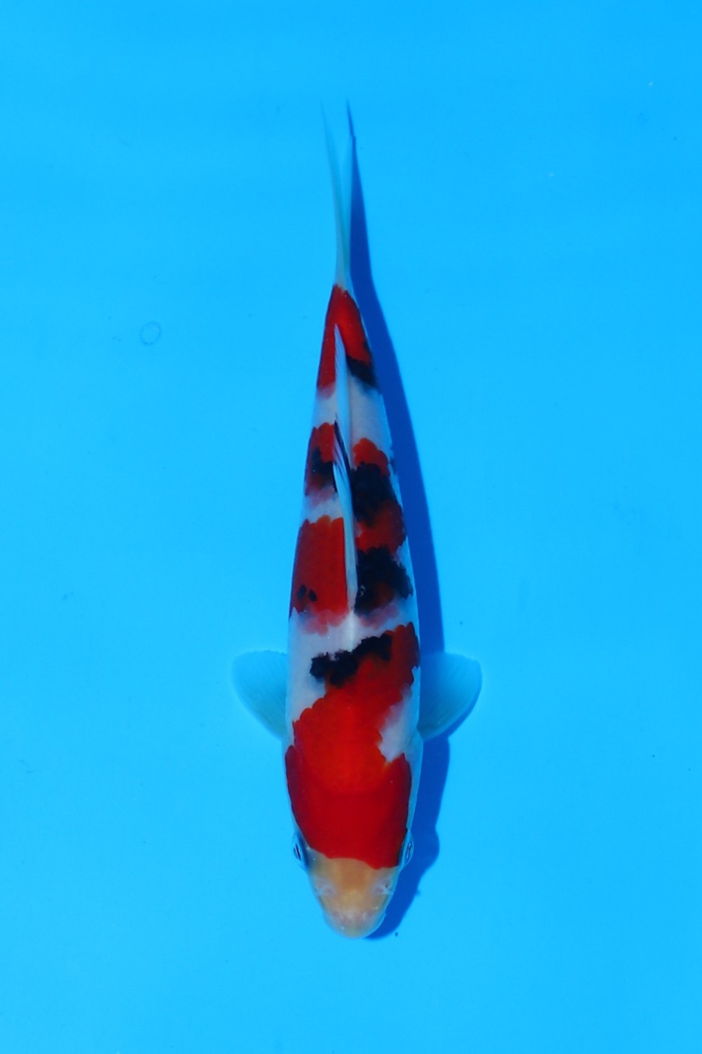 Juara 1