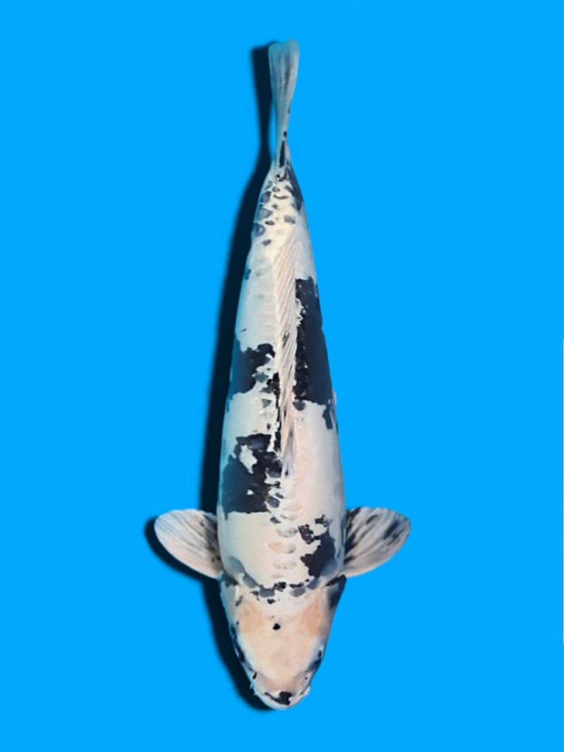 Juara 3