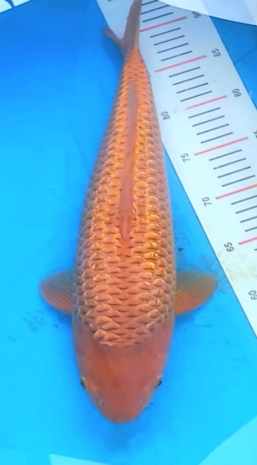 Juara 4