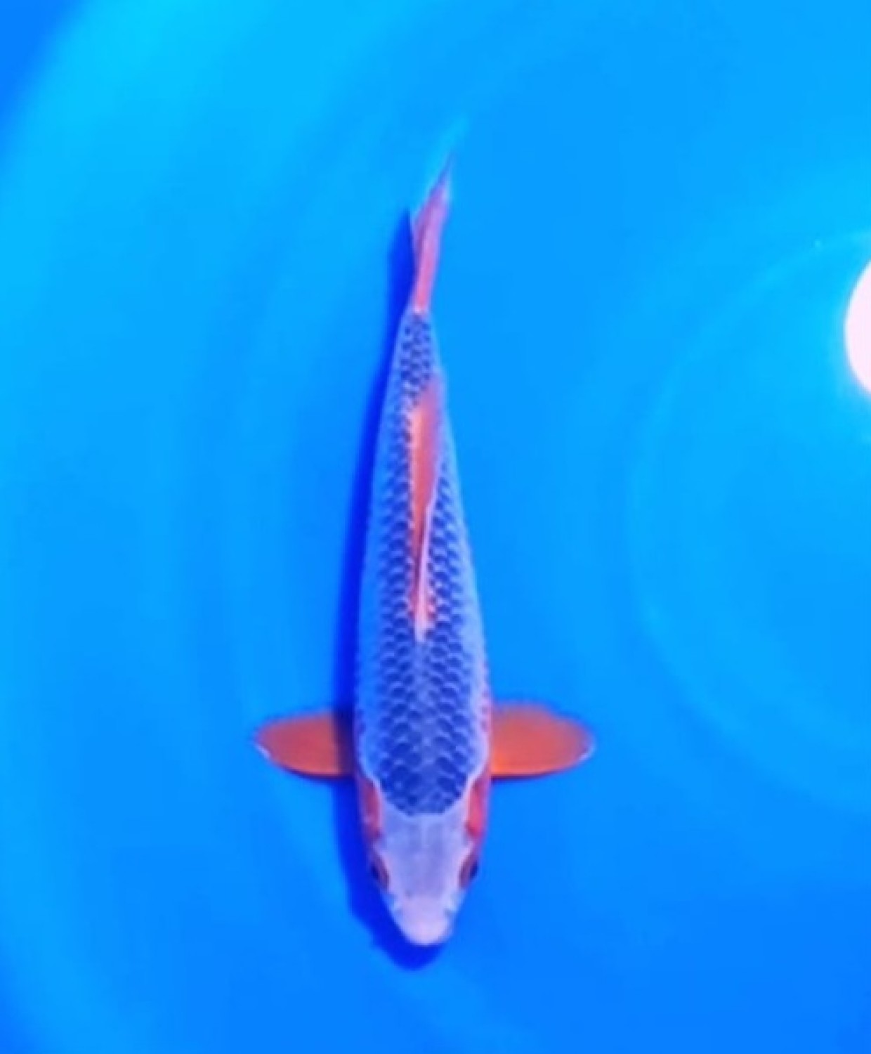 Juara 5