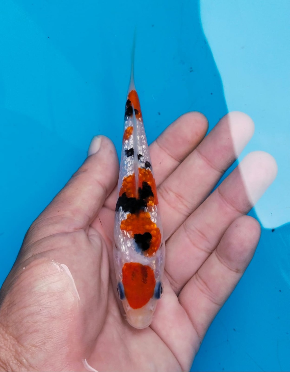 Juara 5