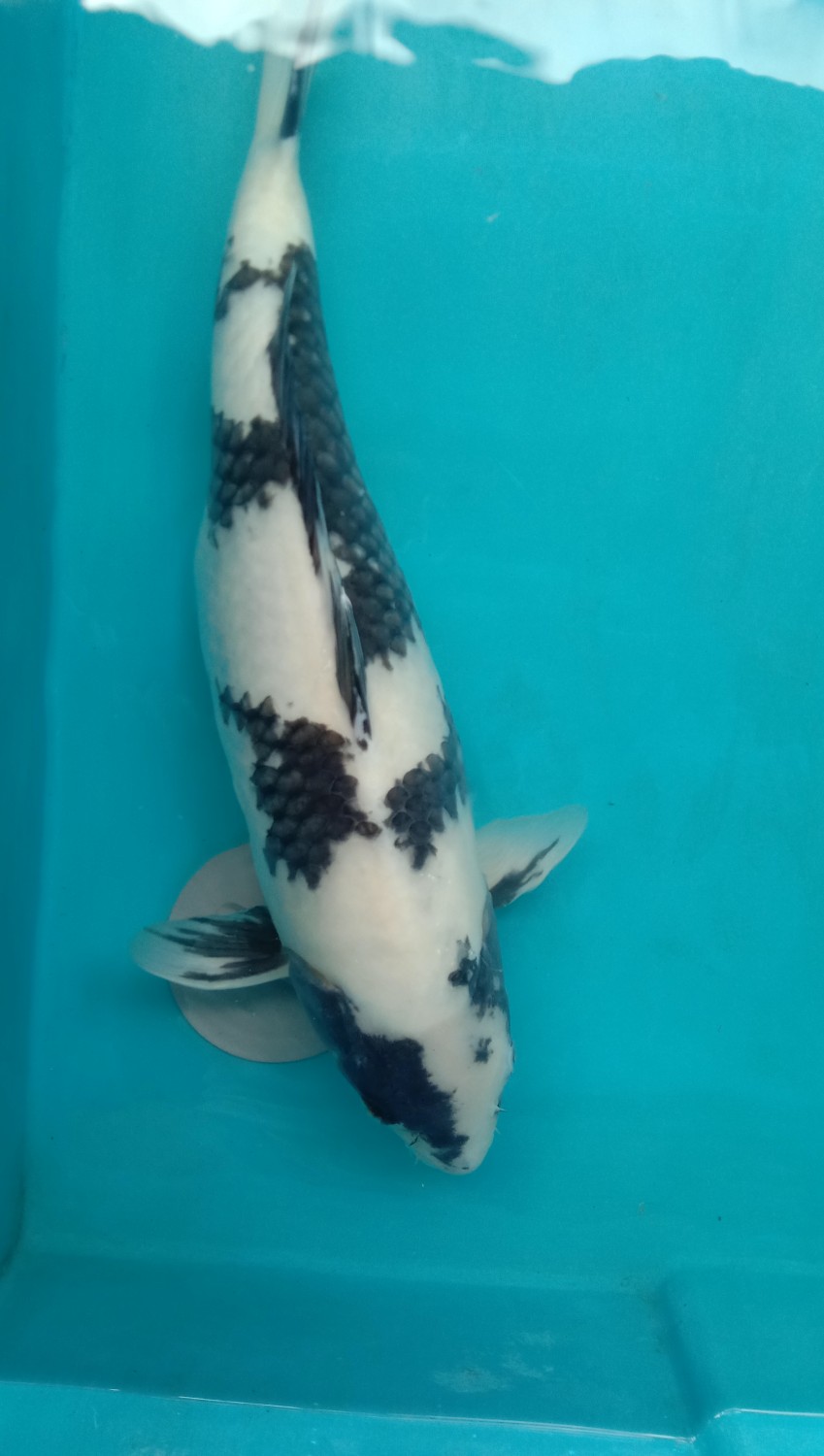 Juara 5
