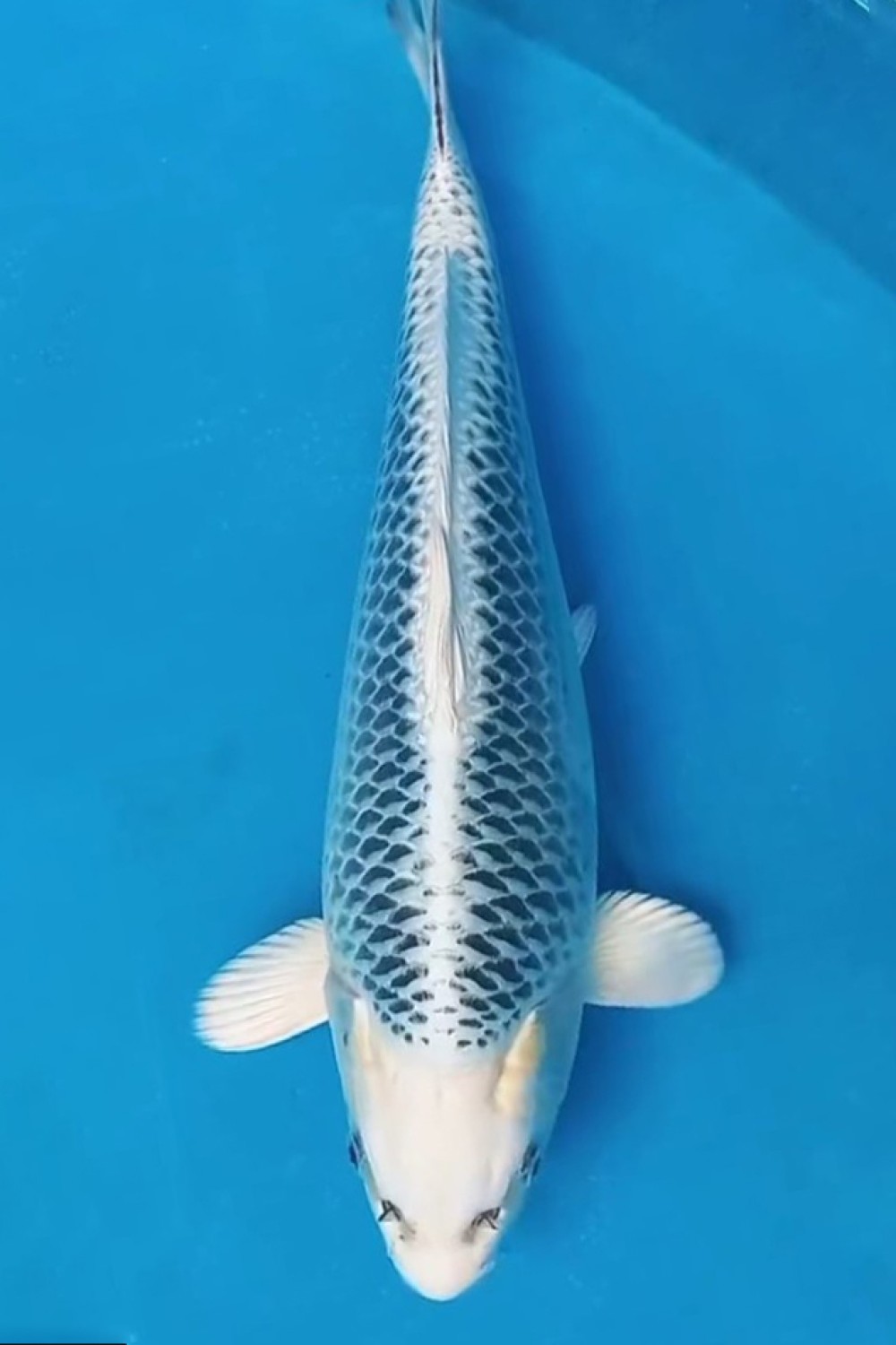 Juara 5