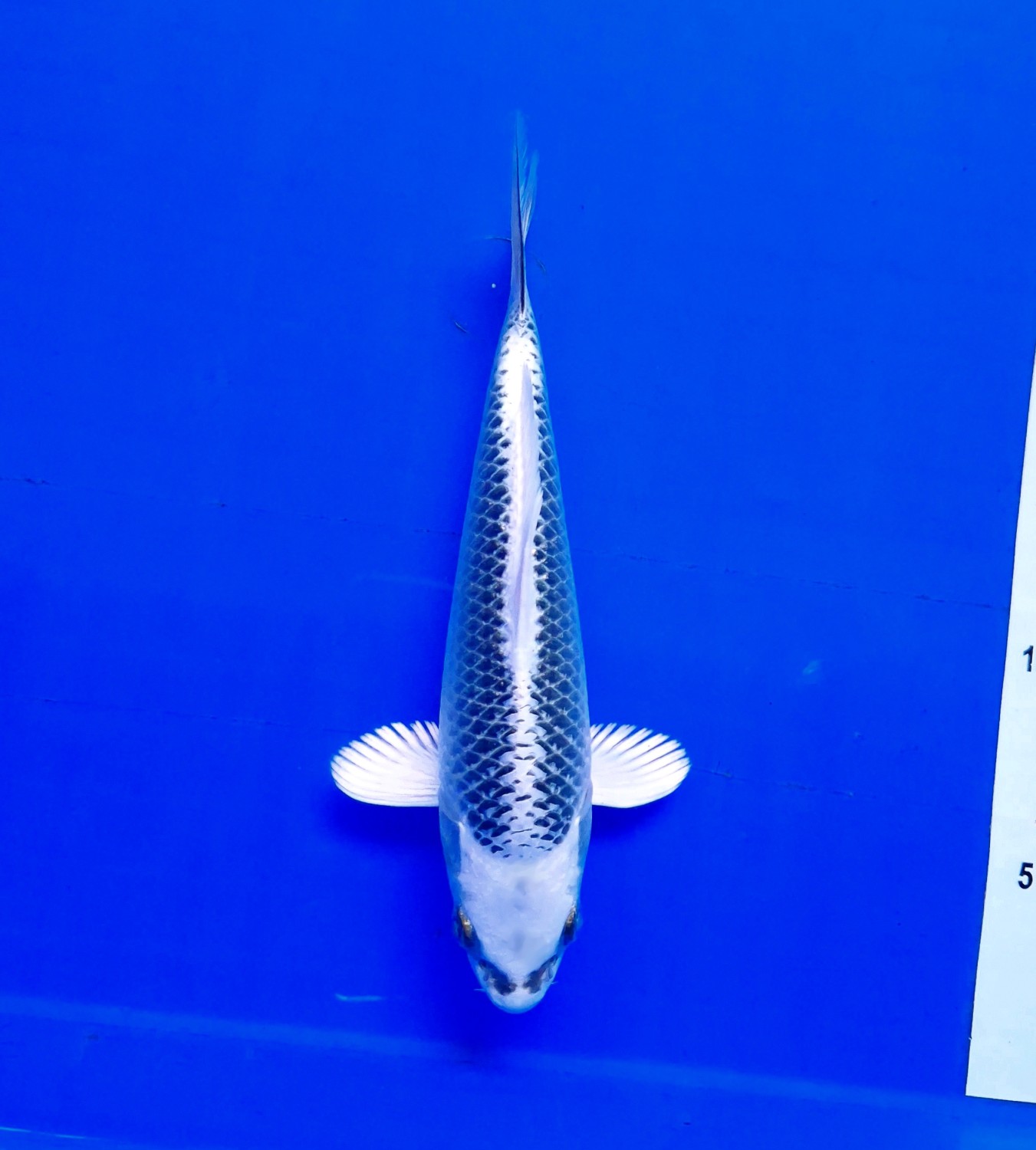 Juara 3