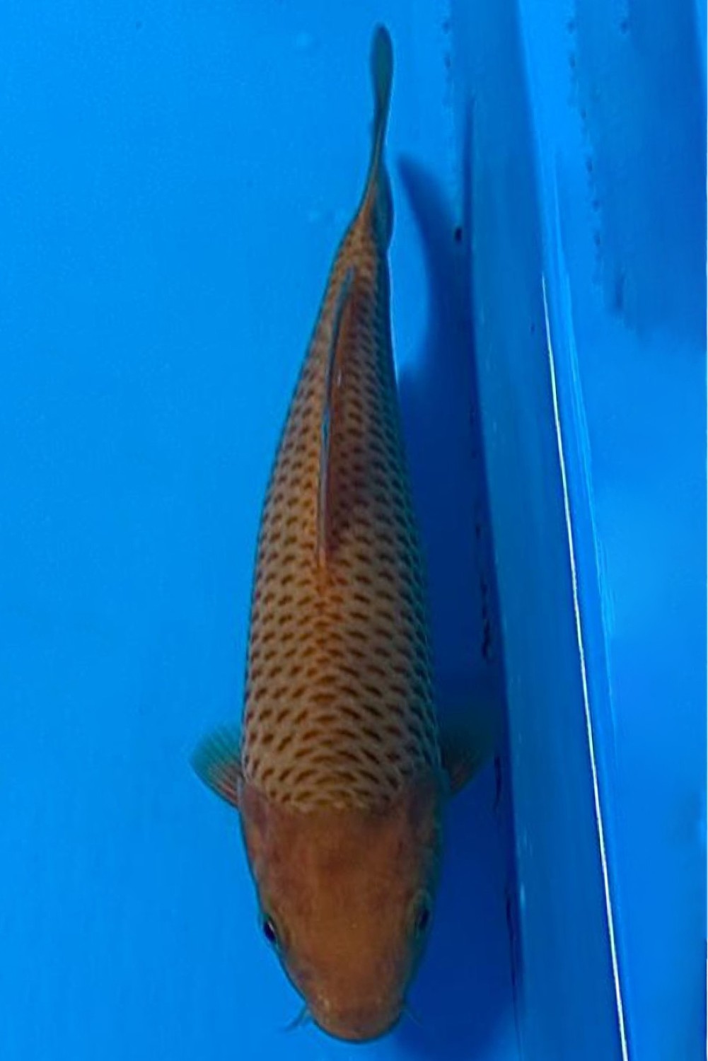 Juara 1