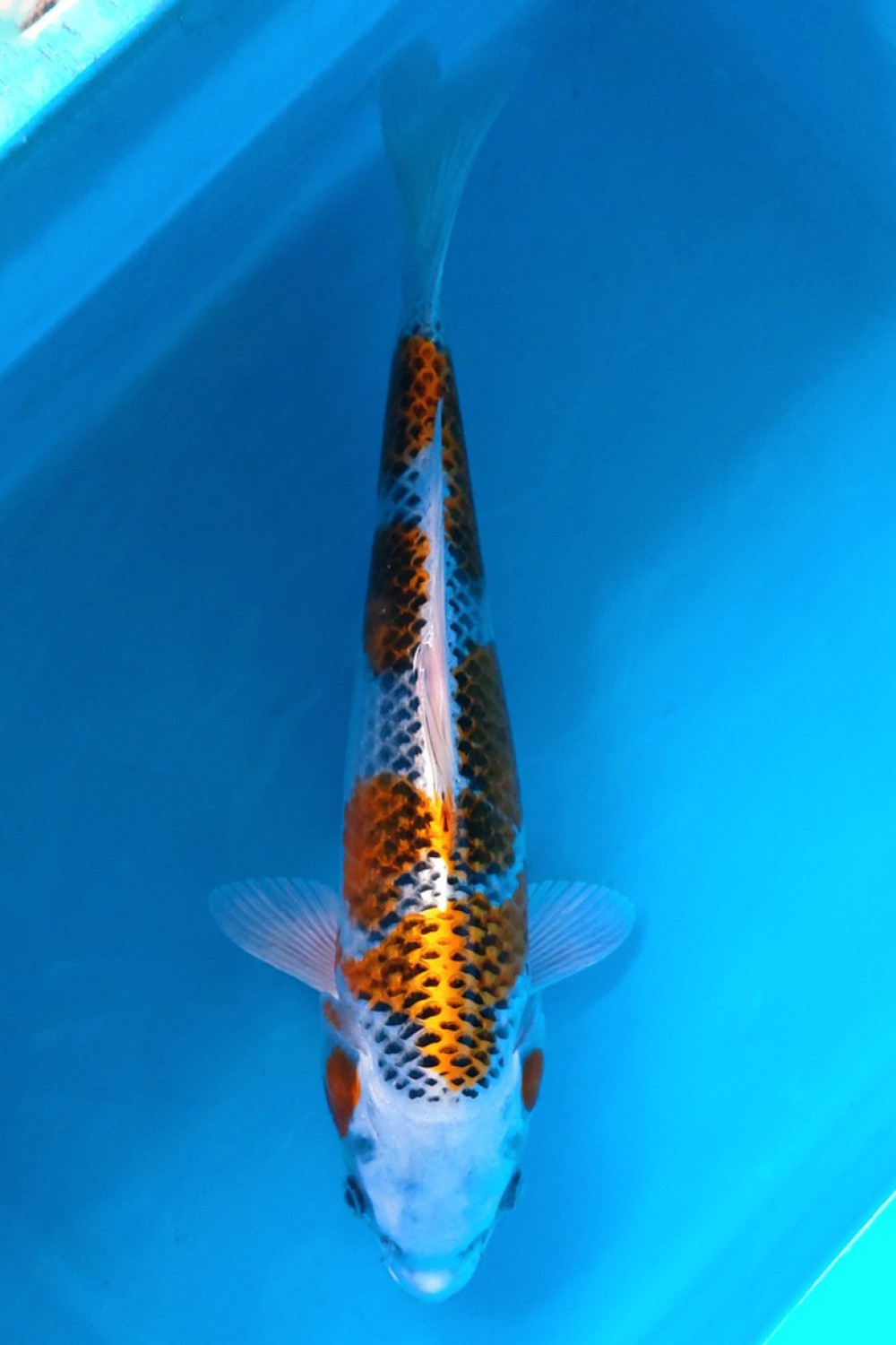 Juara 5