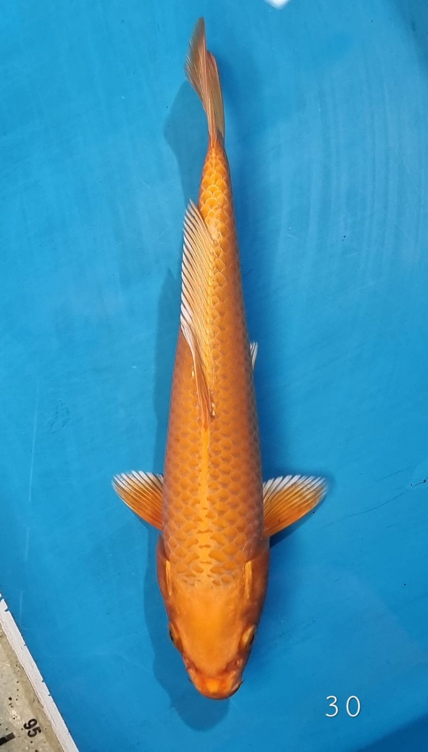 Juara 5