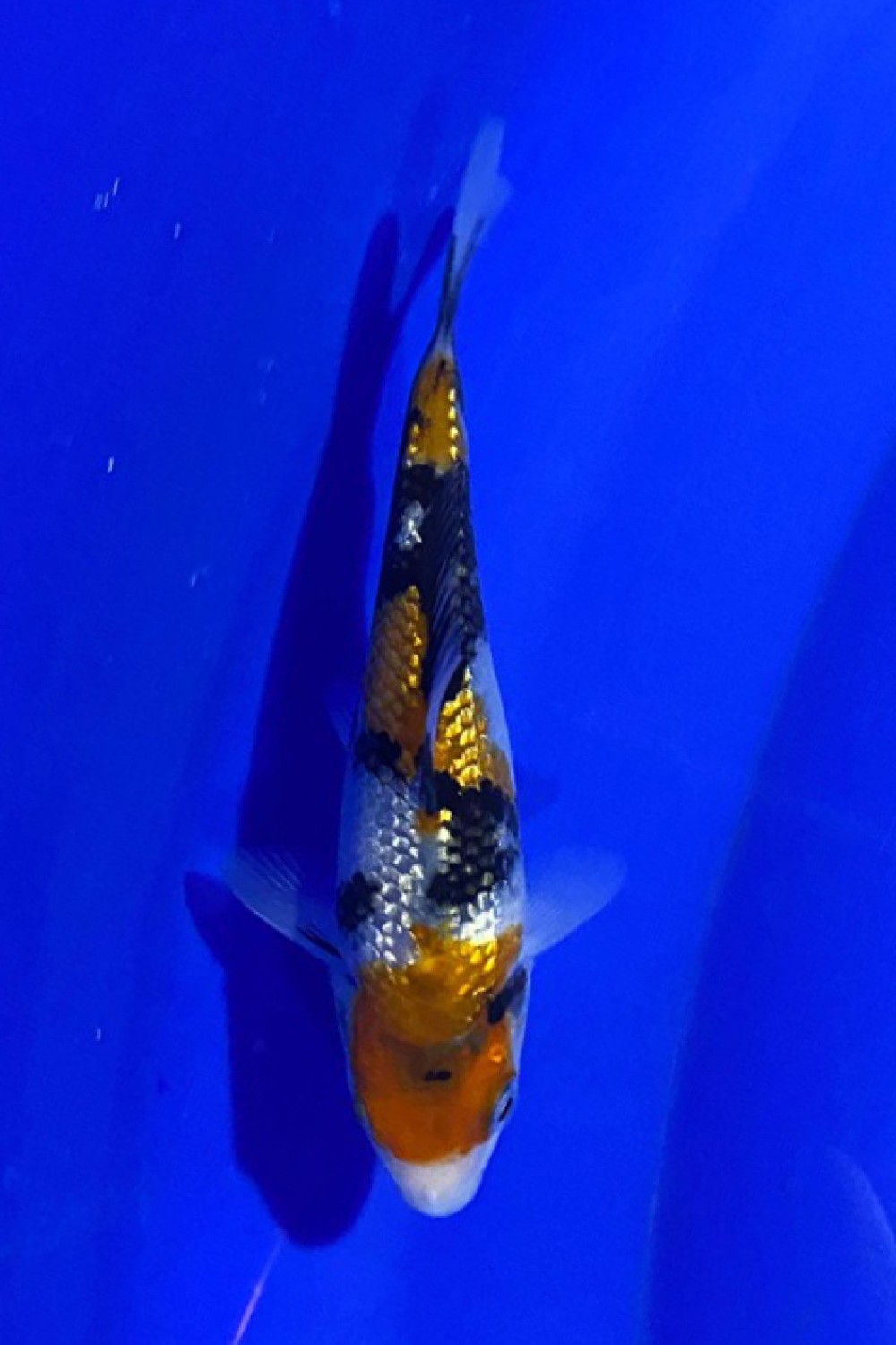Juara 1