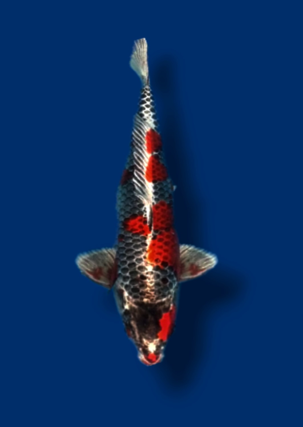 Juara 3