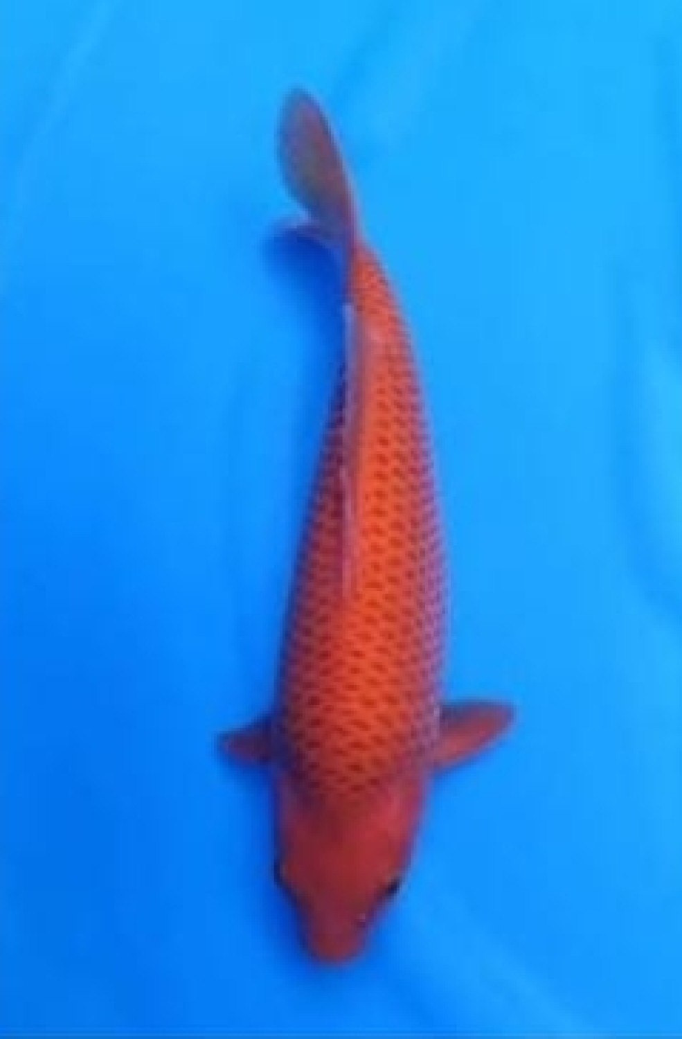 Best In Size E 31 - 35 cm