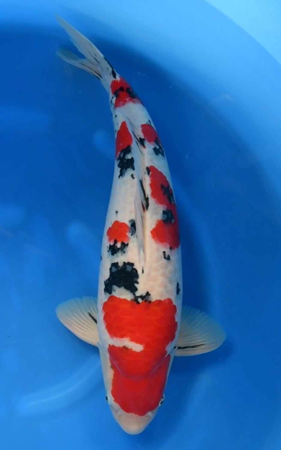 Juara 1