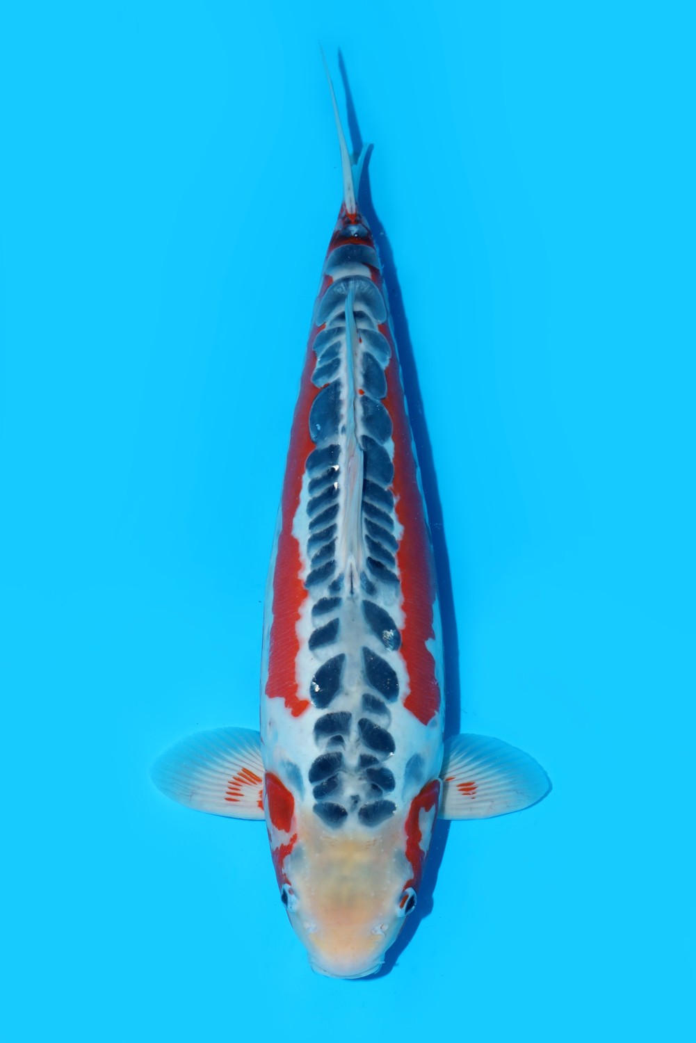 Juara 5