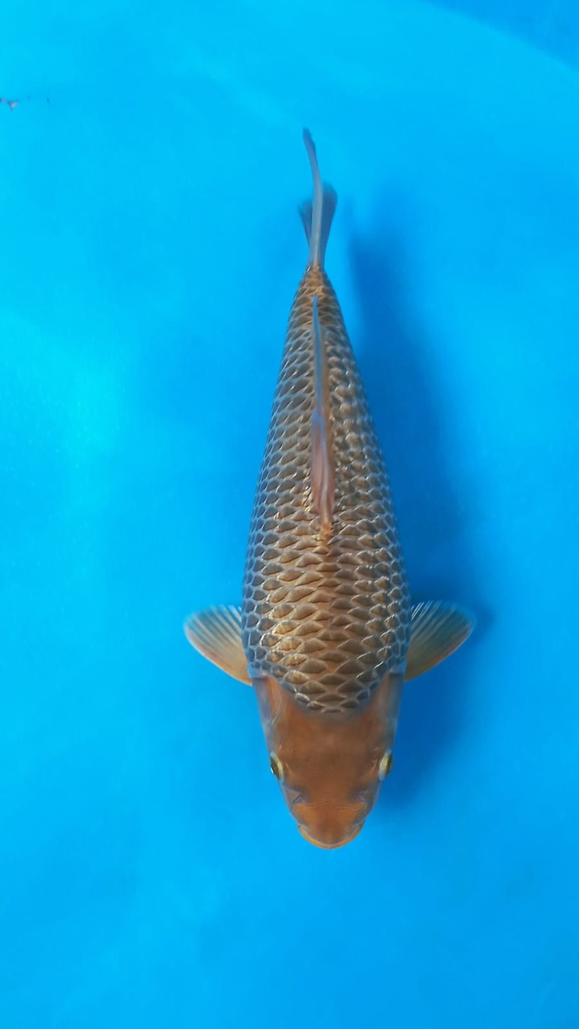 Juara 4