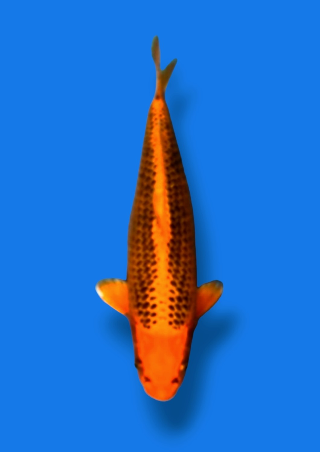 Juara 1