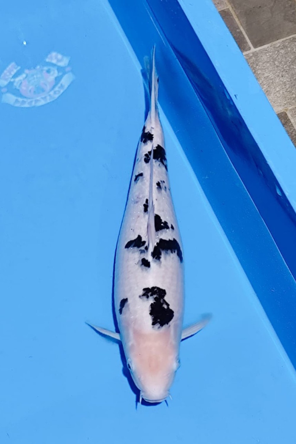 Juara 1