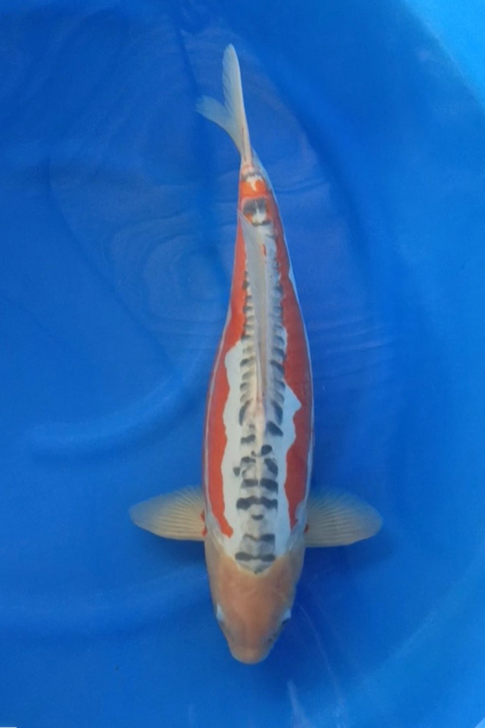 Juara 3