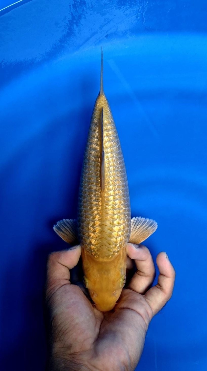 Juara 3