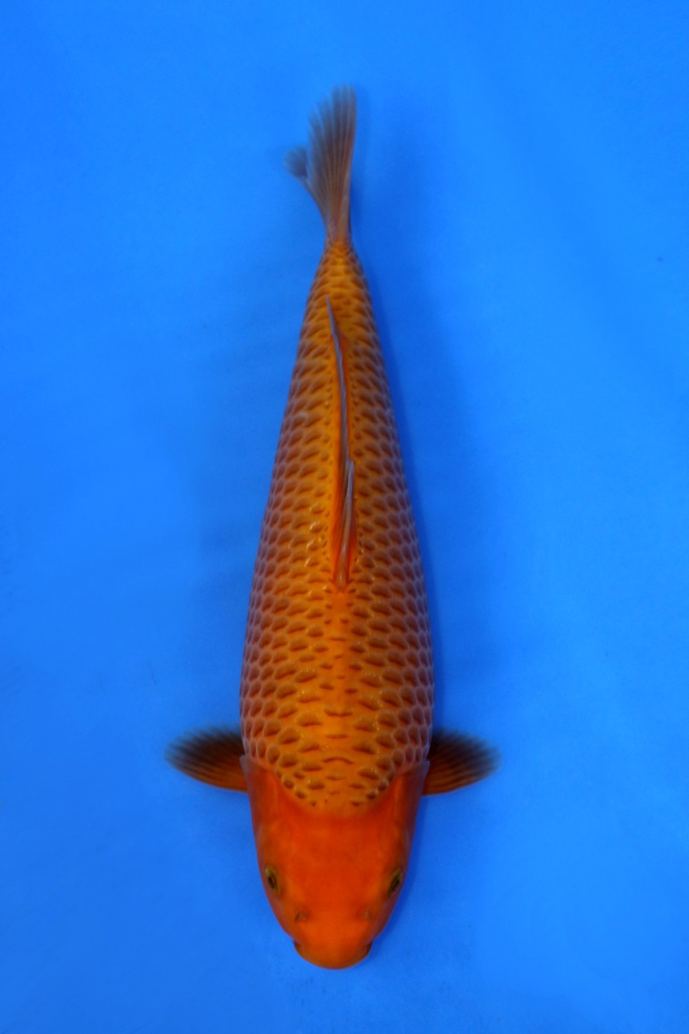 Juara 1