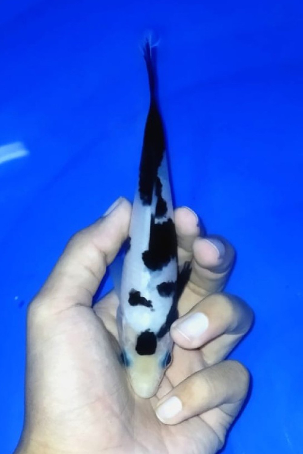 Juara 1
