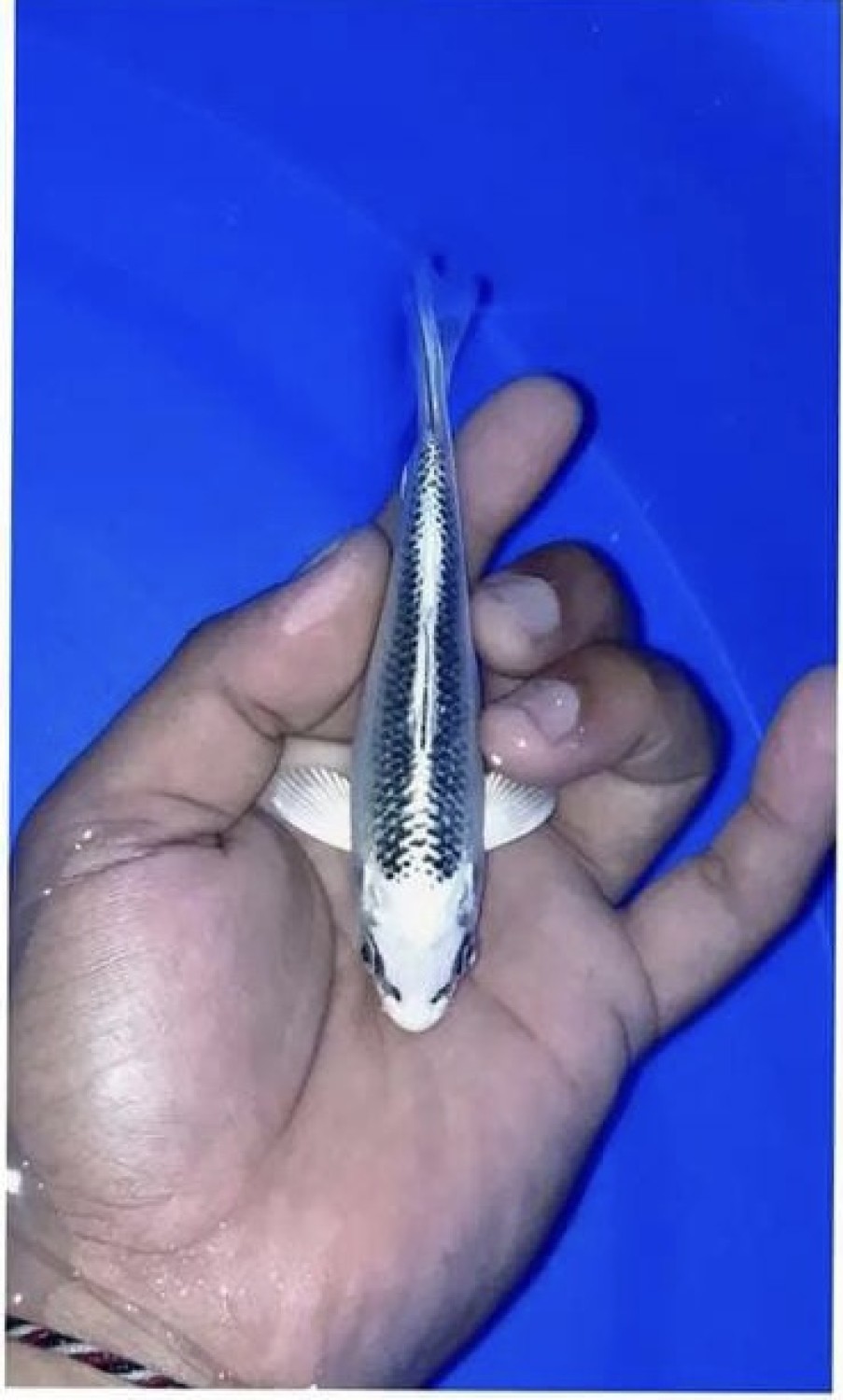 Juara 5