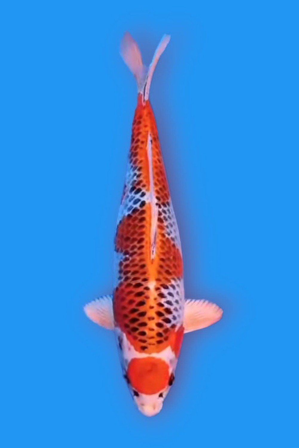 Juara 2
